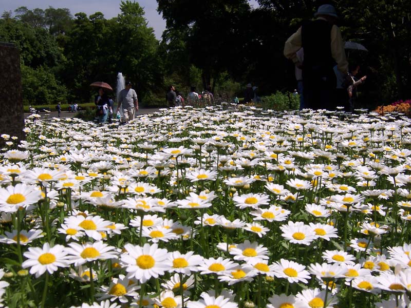 Daisies 01.jpg